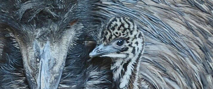 Emu-Nachwuchs im Leintalzoo Papa Karlchen hat's geschafft