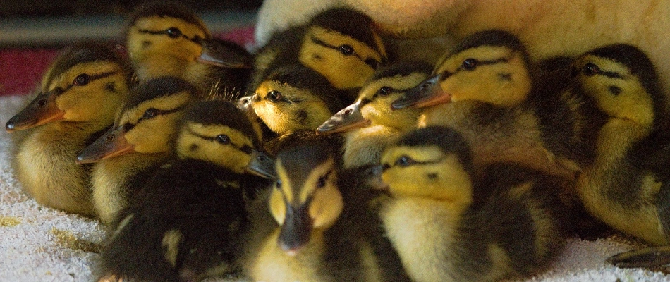 Ein Leben lang bei uns im Leintalzoo In eigener Sache- willkommen und versorgt