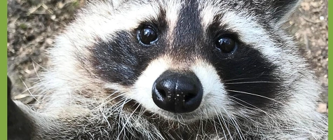 Tierisches Vergnügen durch das Jahr