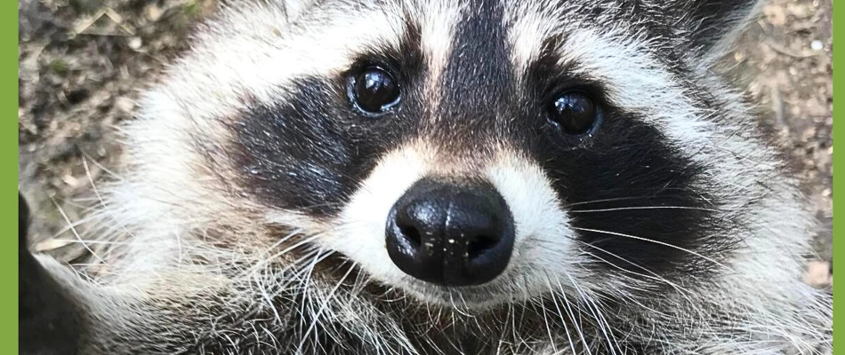 Der neue Leintalzoo-Kalender 2026 ist da! Tierisches Vergnügen durch das Jahr