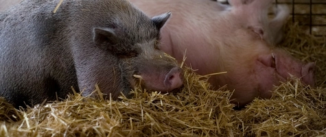 Spendenmarathon – Wir brauchen Ihre Unterstützung!