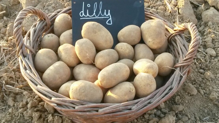 Kartoffelhof Schmälzle aus Schwaigern