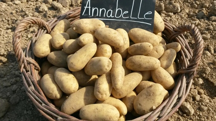 Kartoffelhof Schmälzle aus Schwaigern