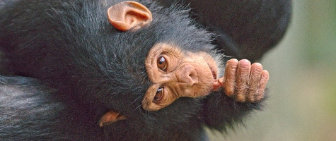 Spannende Affenrallye