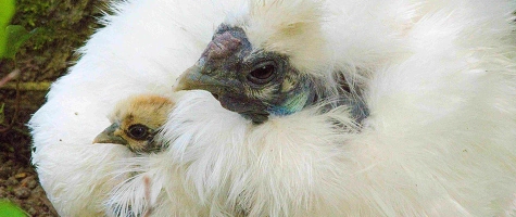 Leckeres und Selbstgemachtes am Affenhüttle